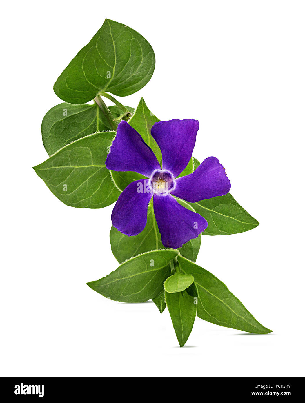 Periwinkle flower isolated on white background Stock Photo Alamy
