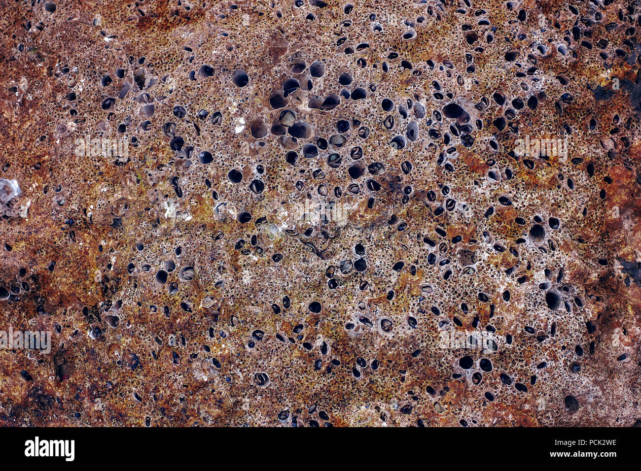 Rock erosion holes at beach Stock Photo - Alamy