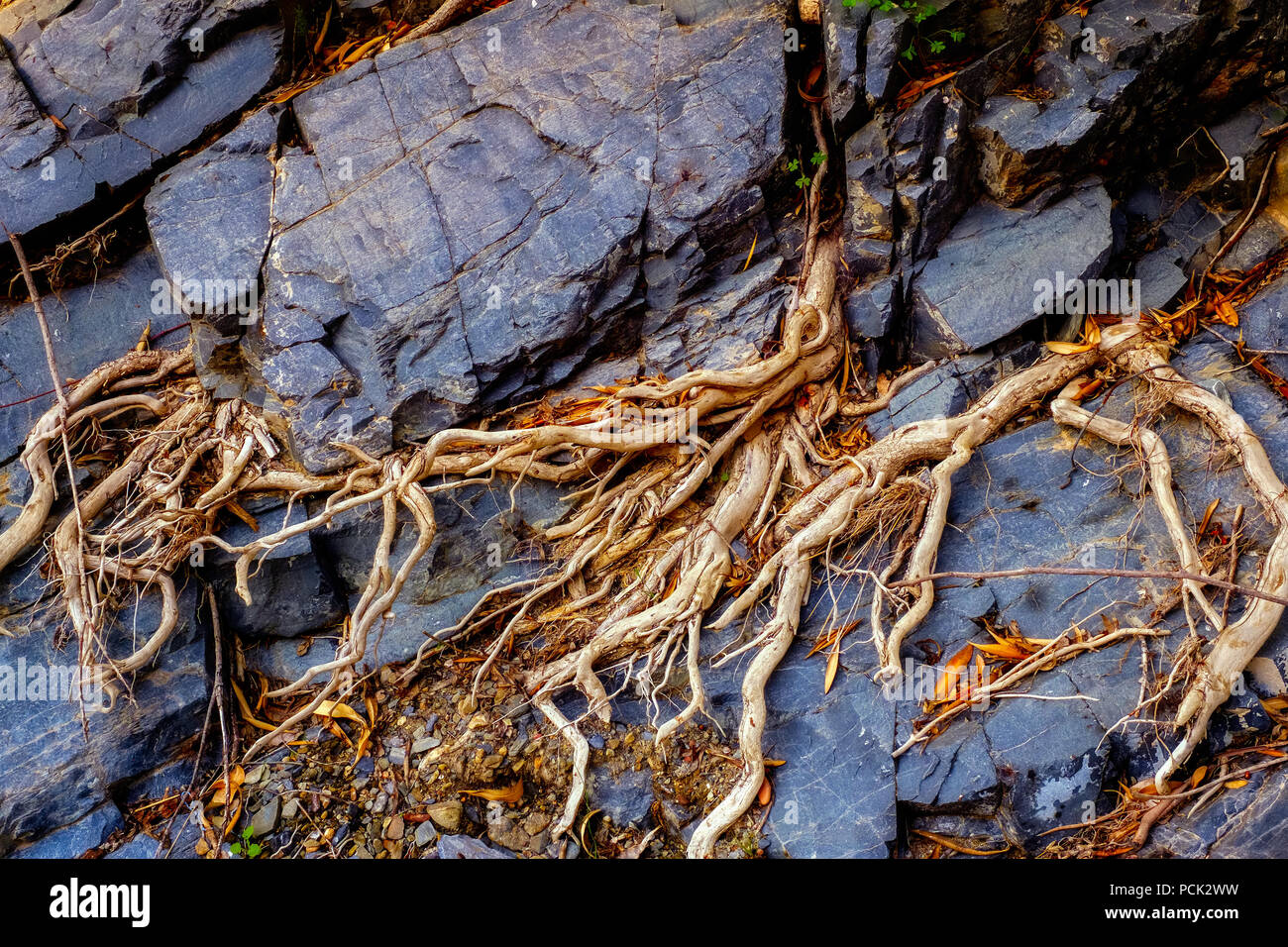 roots on the rock. Stock Photo