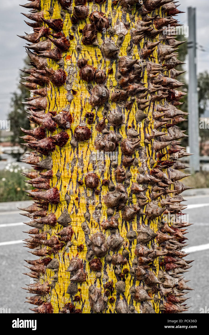 The silk floss tree Stock Photo Alamy