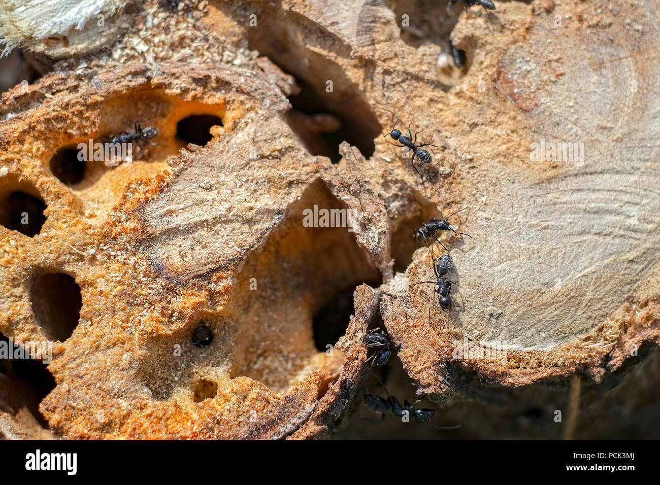 ants in the tree trunk Stock Photo - Alamy