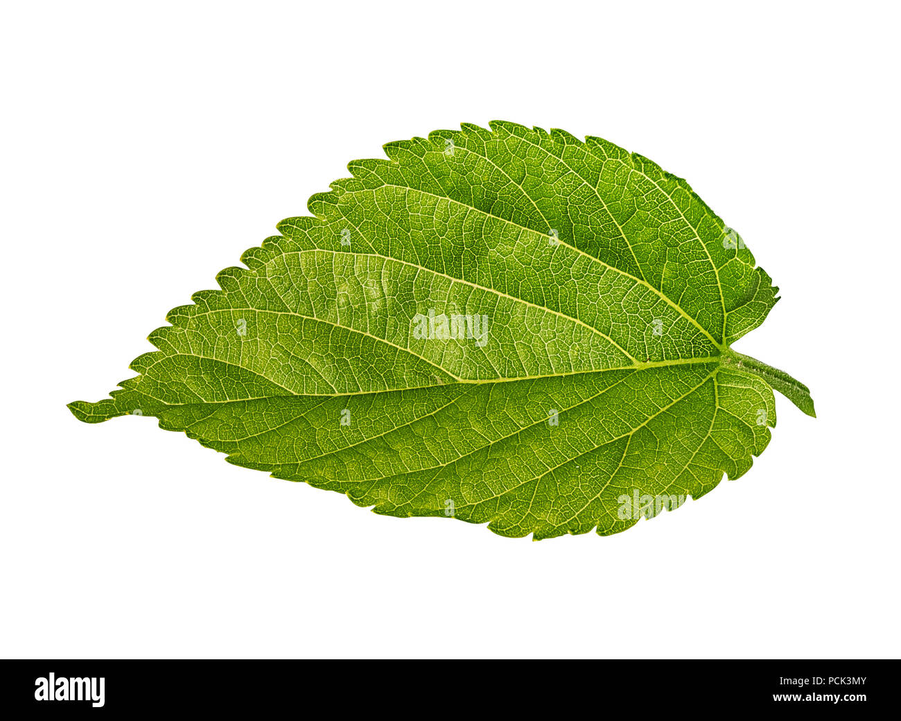 Apple leaf isolated on white background Clipping Path Stock Photo - Alamy