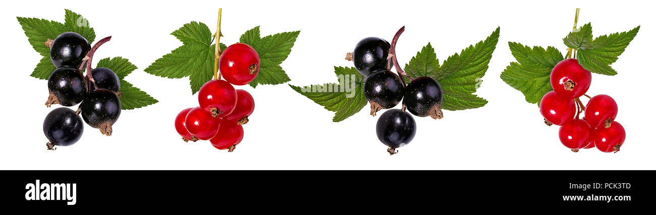 black and red currant isolated on white Stock Photo
