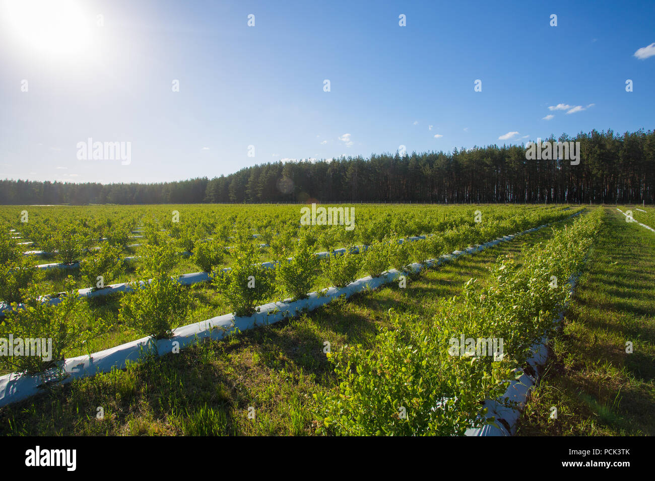Field of blueberries, bushes with future berries against the blue sky