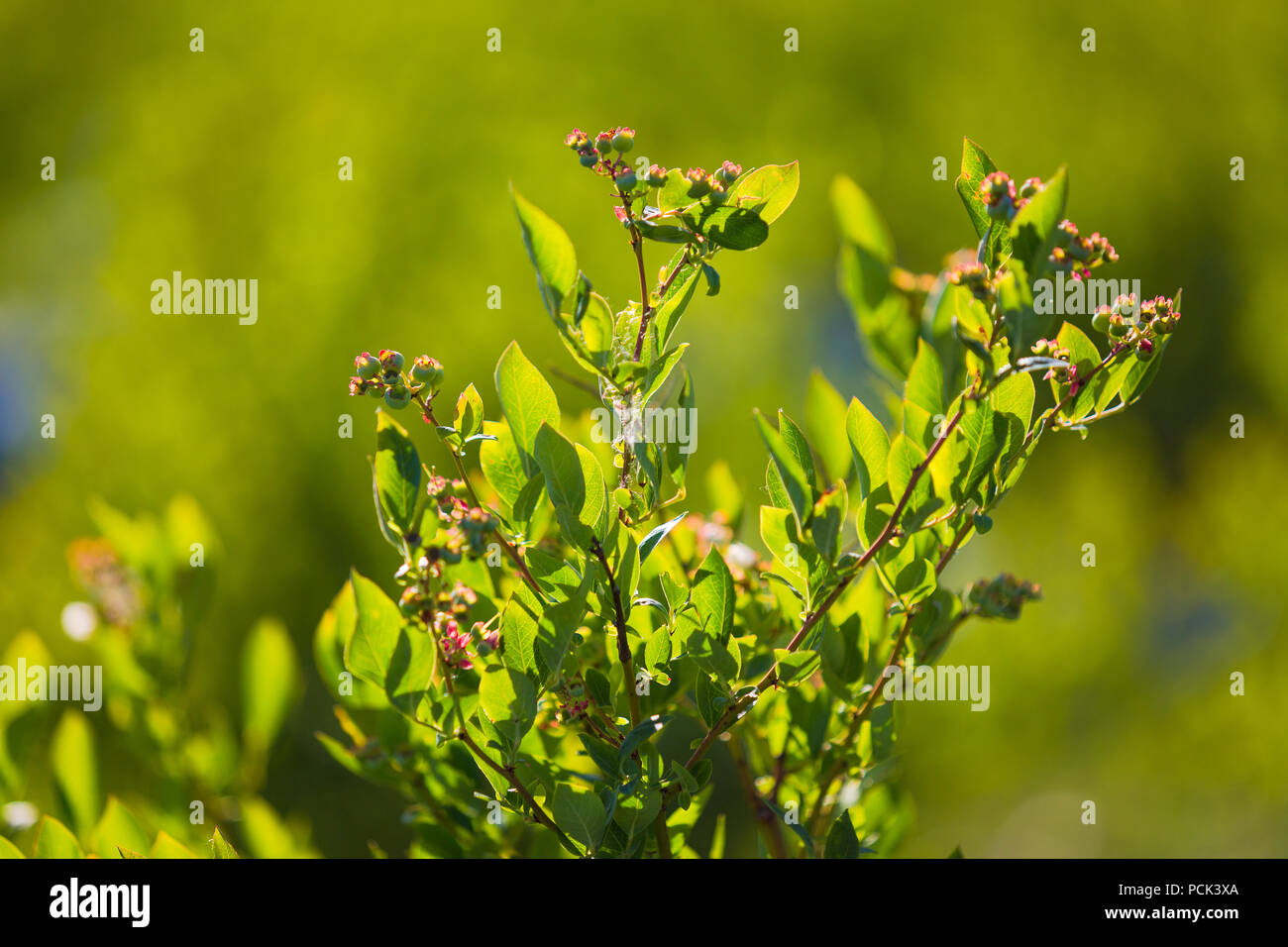 Field of blueberries, bushes with future berries against the blue sky. Farm with berries. Ukraine. Stock Photo