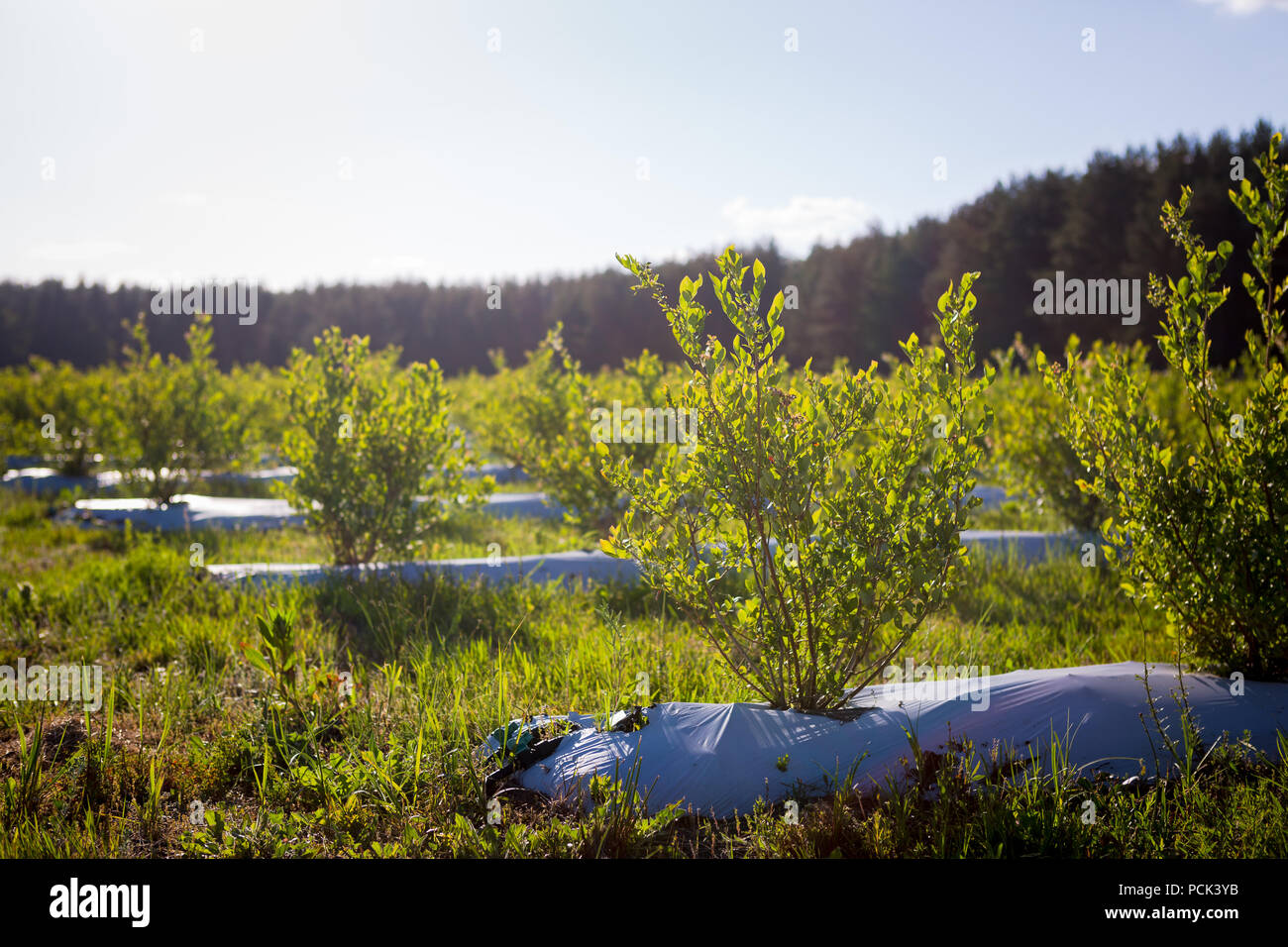 Field of blueberries, bushes with future berries against the blue sky. Farm with berries. Ukraine. Stock Photo