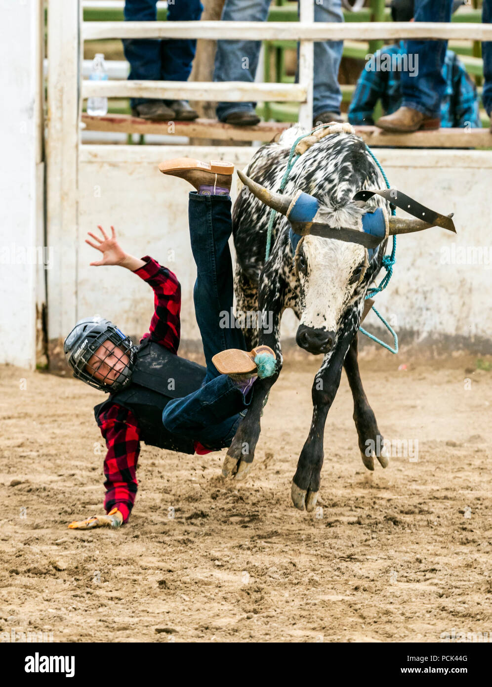 Animal risk hi-res stock photography and images - Alamy