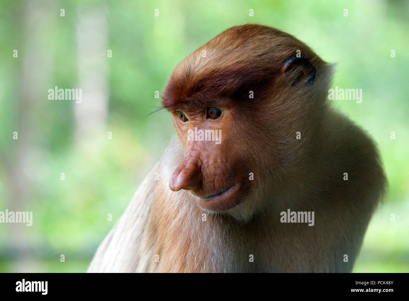 Close-up portrait young female Proboscis nose monkey Sabah Borneo ...