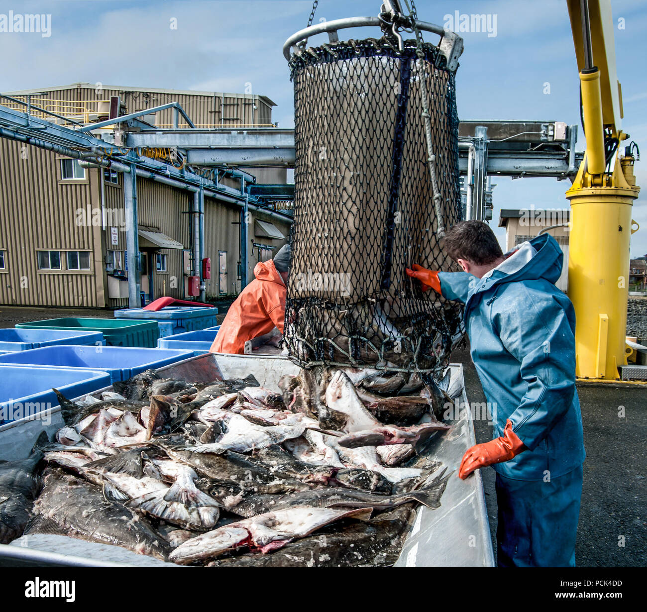 Unloading Fish: Fresh caught halibut drop from the bottom of a transport basket after being hoisted by crane from a fishing boat at a dock in Alaska. Stock Photo