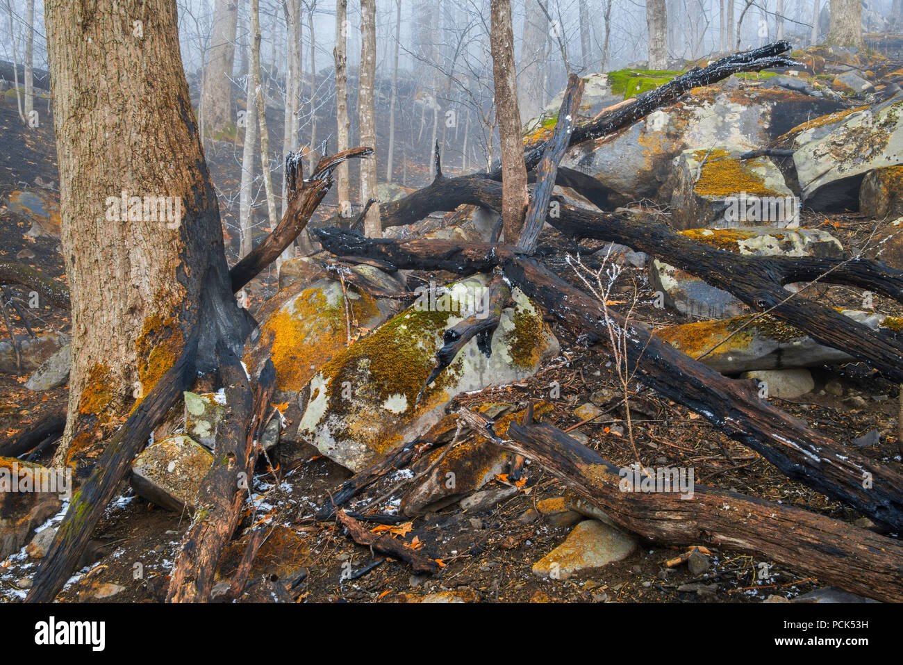 Fire damage, November, 2016, Gatlinburg, TN, USA, by Bill Lea/Dembinsky Photo Assoc Stock Photo