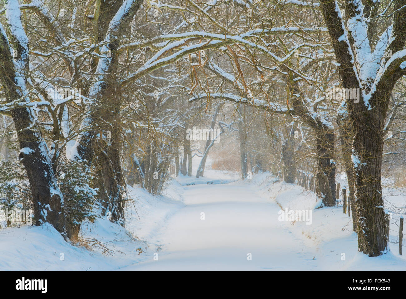 Winter, Cades Cove, Great Smoky Mountains NP, TN, USA, by Bill Lea/Dembinsky Photo Assoc Stock Photo