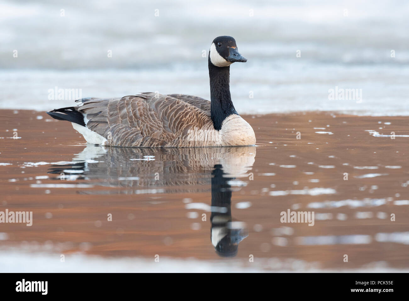Canada goose (Branta canadensis), early Spring, E. North America, by Dominique Braud/Dembinsky Photo Assoc Stock Photo