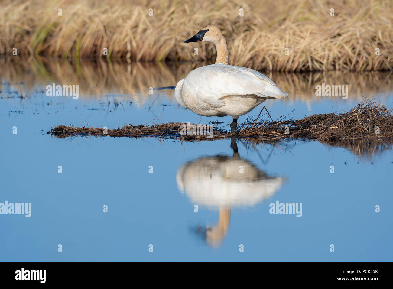 Trumpeter swans (Cygnus buccinator) Crex Meadows Wildlife Management Area, Spring, WI, USA, by Dominique Braud/Dembinsky Photo Assoc Stock Photo