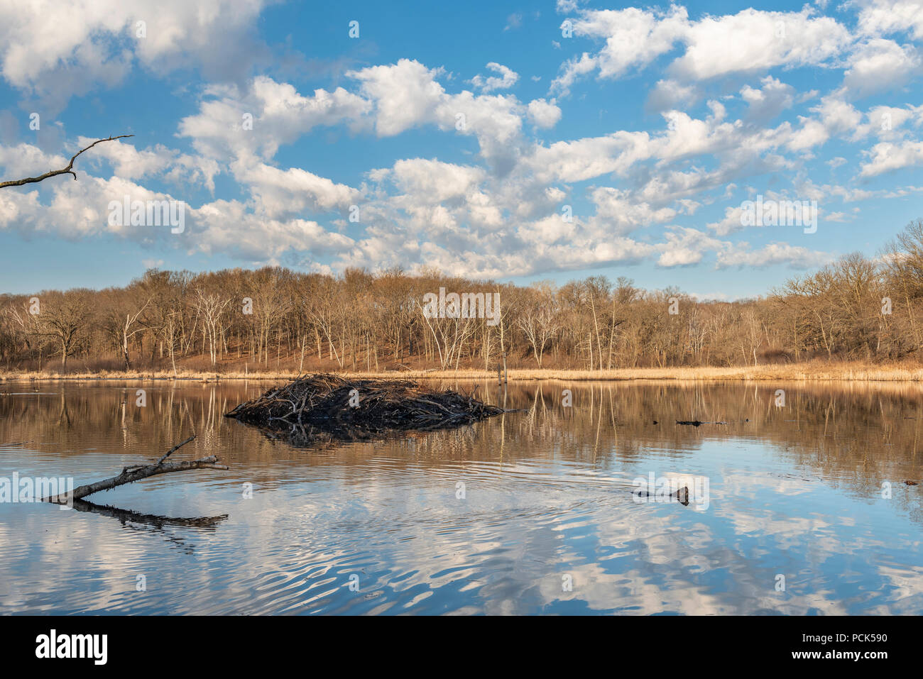 Beaver lodge (Castor canadensis) at sunrise, MN, USA, by Dominique