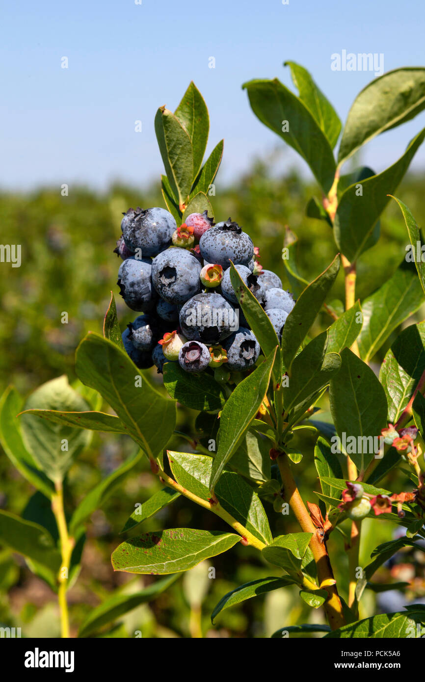 Domestic blueberries, orchard, E USA, by James D Coppinger/Dembinsky Photo Assoc Stock Photo