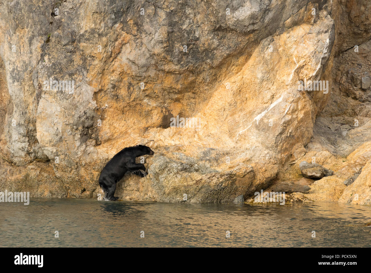 An unsual sight - a Black bear (Ursus americanus) climbing out of the ocean onto a rocky cliff in Alaska on an unusually hot day. Stock Photo