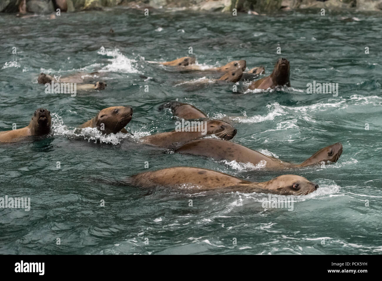 A group of Steller sea lions (Eumetopias jubatus) swimming in the ocean