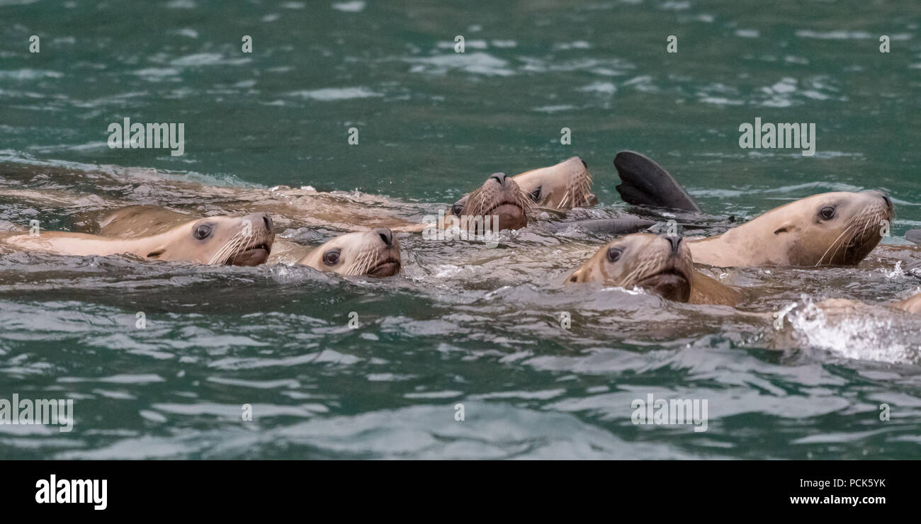 A group of Steller sea lions (Eumetopias jubatus) swimming in the ocean off the coast of Alaska, USA. Stock Photo