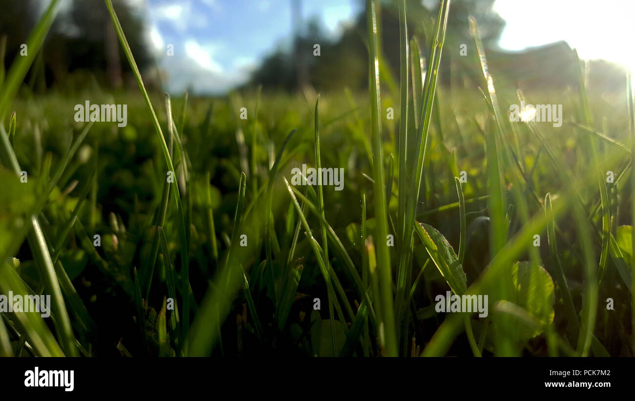 A different outlook on the world, in the grass.m Stock Photo