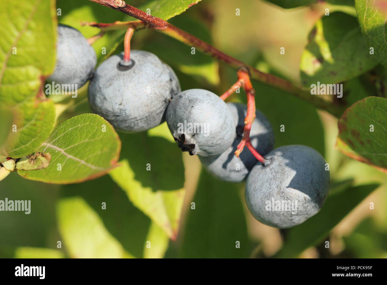 Blueberries ripening on the bush. Shrub of blueberries Stock Photo Alamy