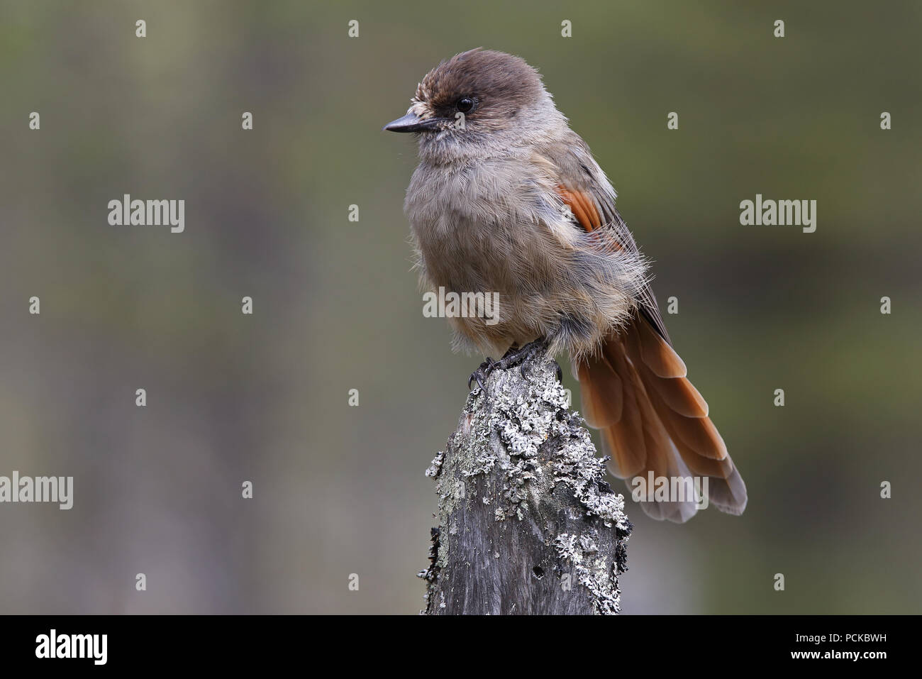 Siberian jay, Perisoreus infaustus Stock Photo