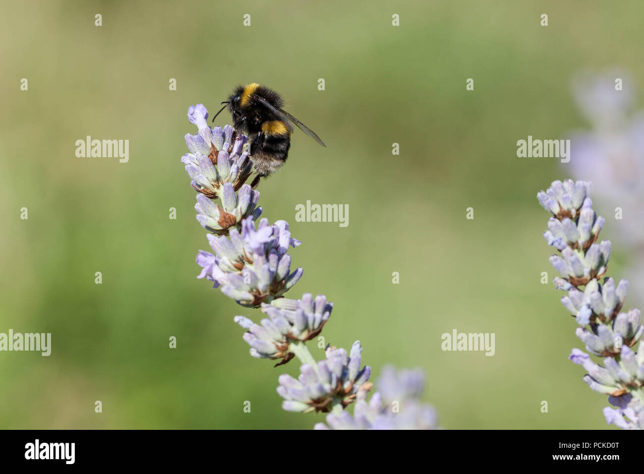 Bee on Lavender Stock Photo