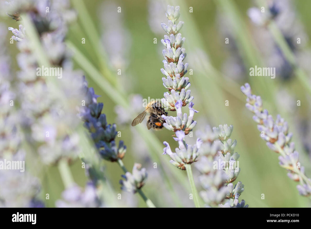 Plants that attract bees hires stock photography and images Alamy