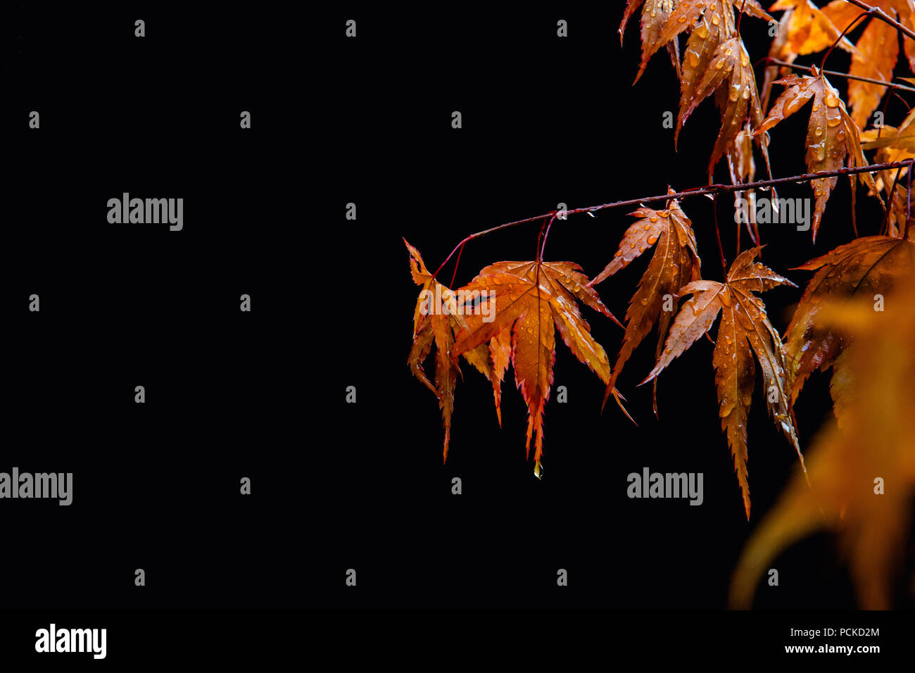Bright orange Acer leaves in the rain on a black background Stock Photo