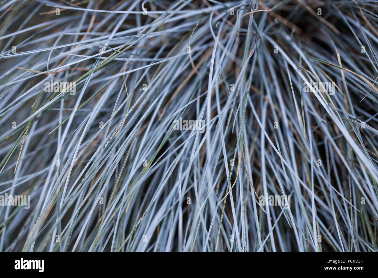 Ornamental Blue Grass Texture Stock Photo