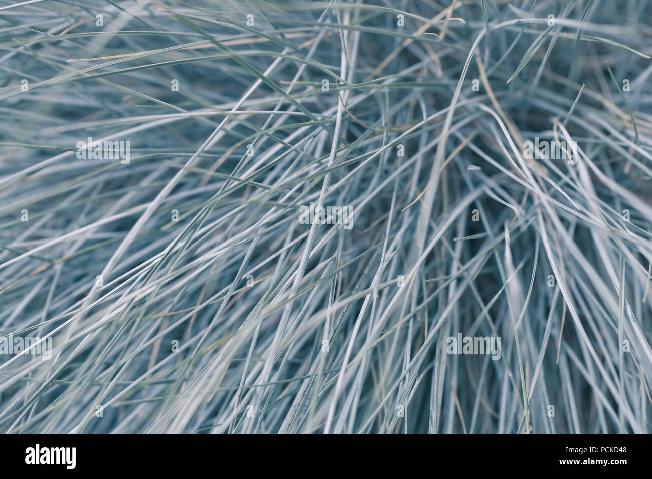 Ornamental Blue Grass Texture Stock Photo