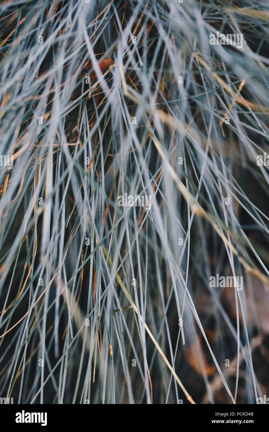 Ornamental Blue Grass Texture Stock Photo