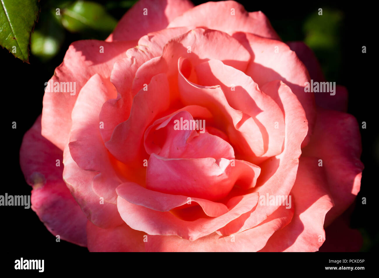 Cabbage roses hires stock photography and images Alamy