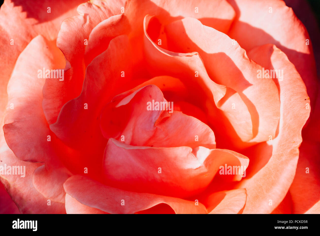 Cabbage roses hires stock photography and images Alamy