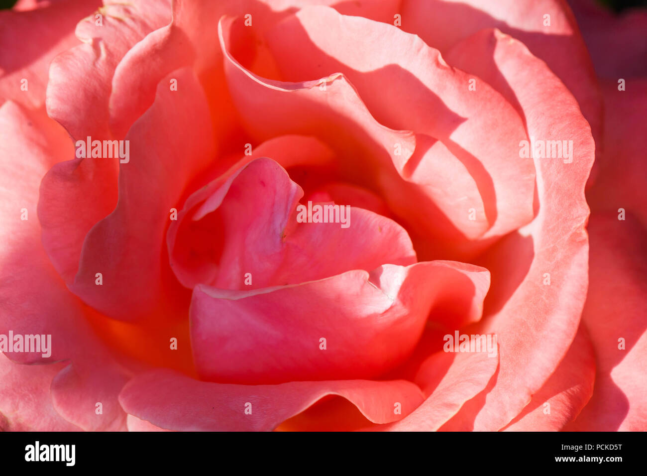 Red rose angiosperm angiosperms hires stock photography and images Alamy