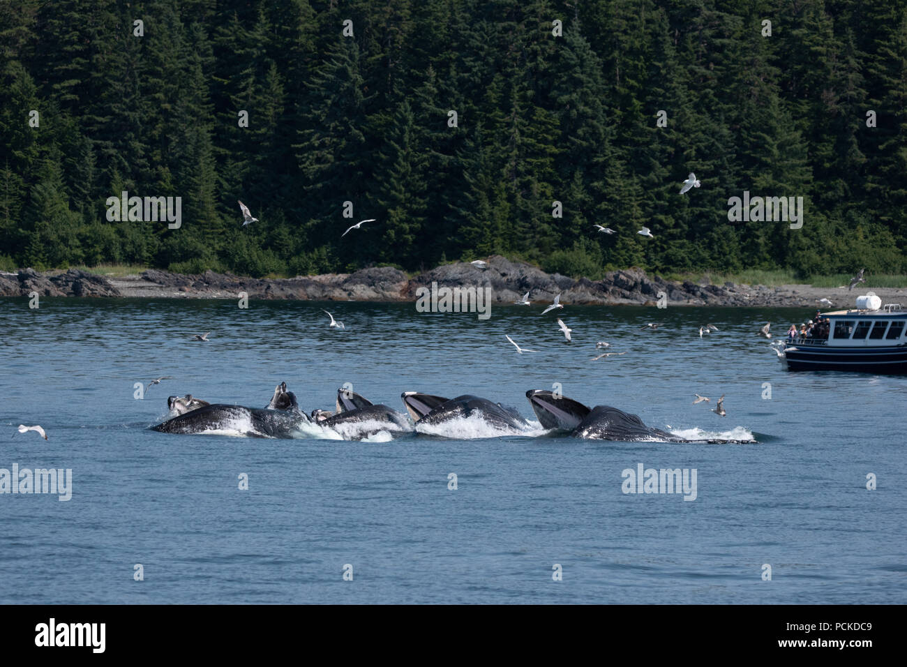 Humpback whale bubble netting hi-res stock photography and images - Alamy