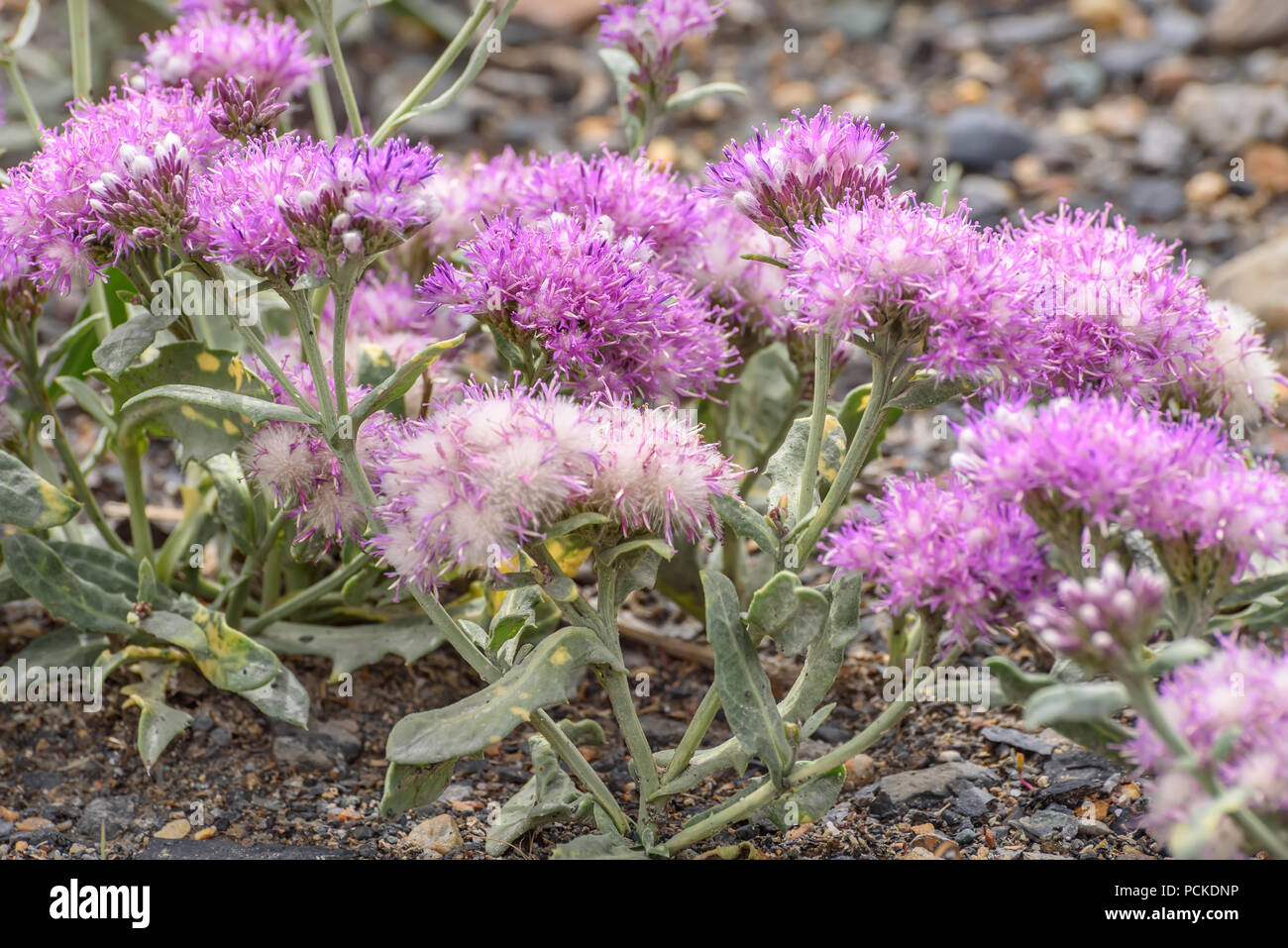 Beautiful fluffy pink flowers Saussurea Kuschakeviczii growing on stones in the steppe close-up Stock Photo