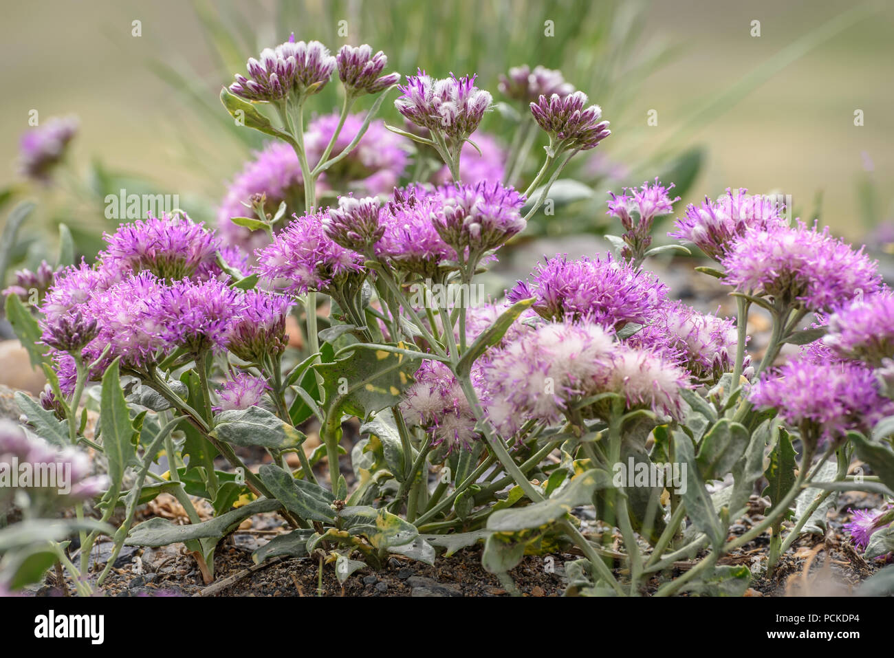 Beautiful fluffy pink flowers Saussurea Kuschakeviczii growing on stones in the steppe close-up Stock Photo