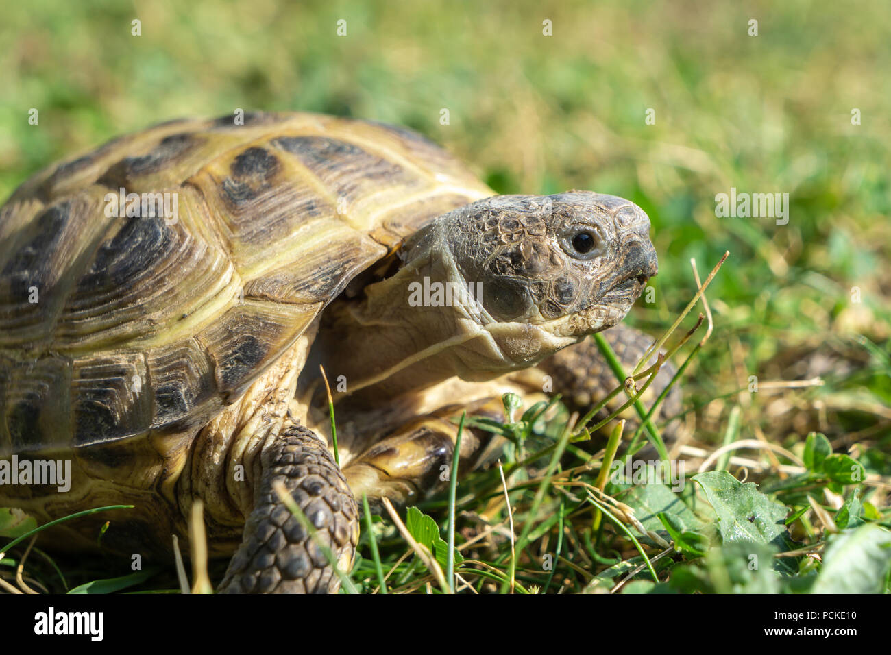 Beautiful close-up of a Russian tortoise or Horsfield tortoise, Agrionemys horsfieldii, lying in the grass. Stock Photo