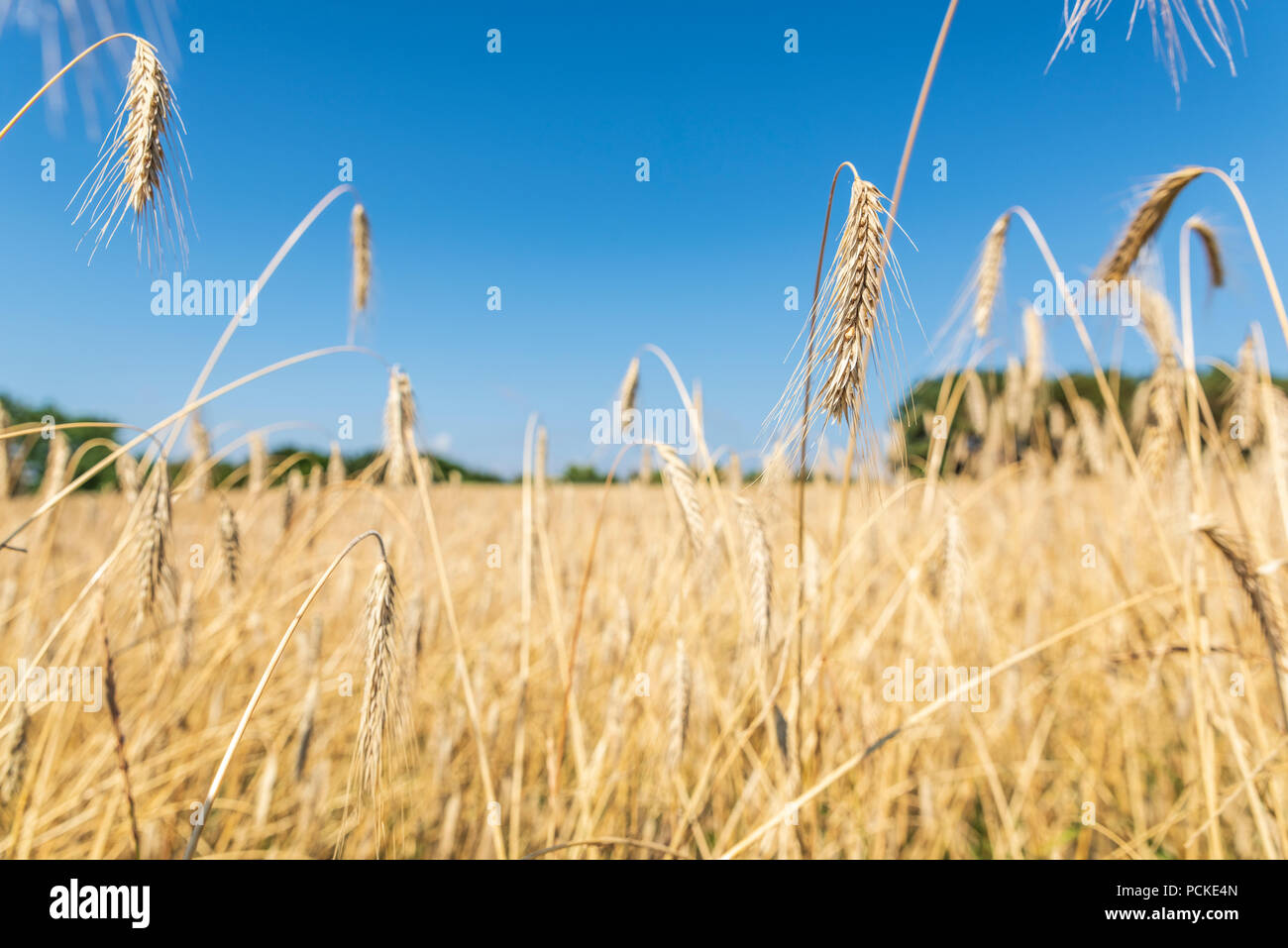 Ears of wheat against blue sky Stock Photo - Alamy