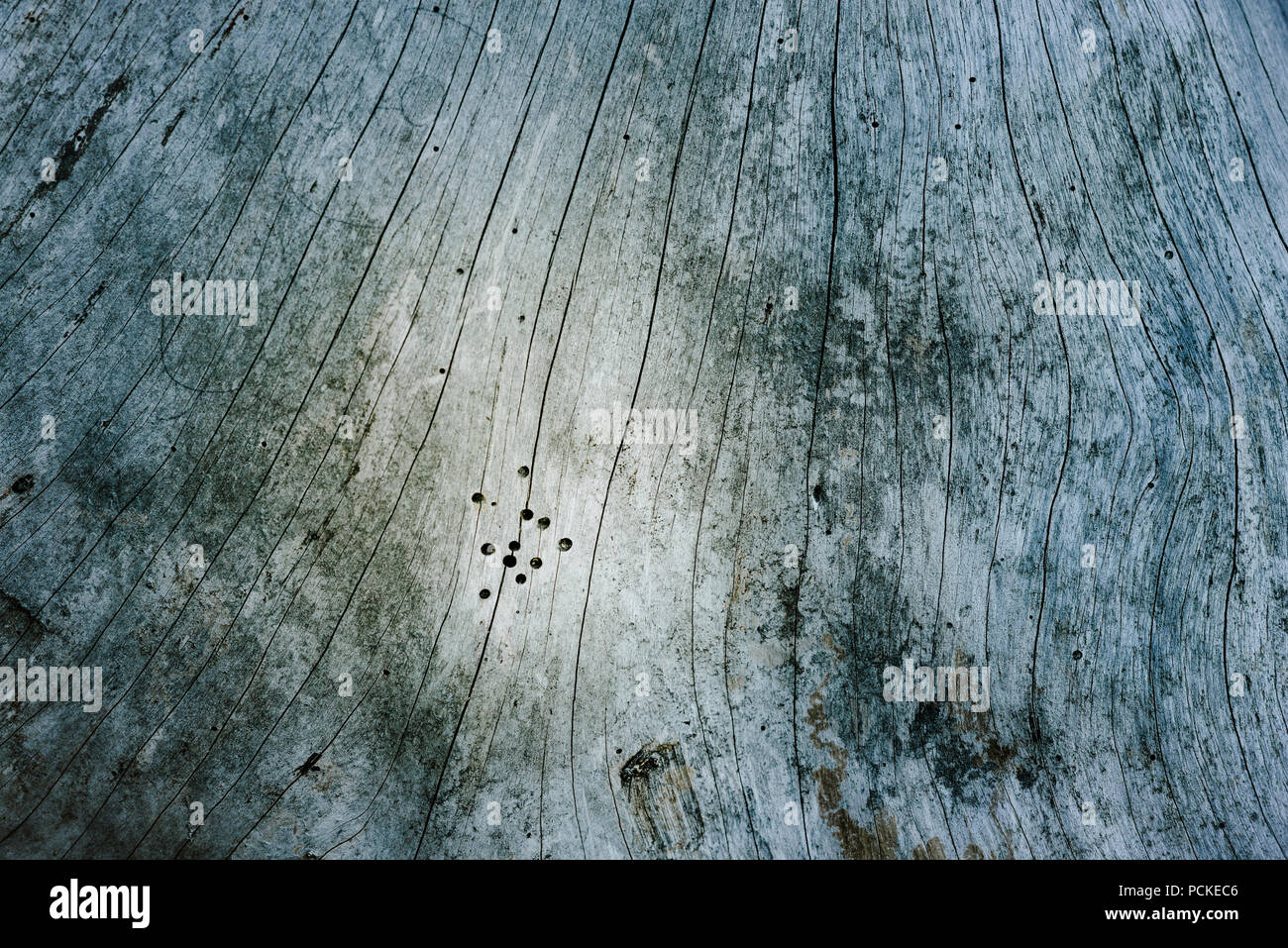 dry dead wood with wormholes and patterns Stock Photo