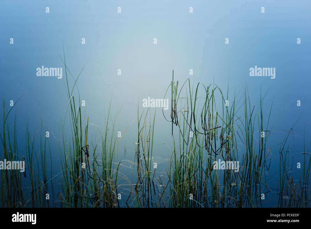 water grass in calm lake Stock Photo