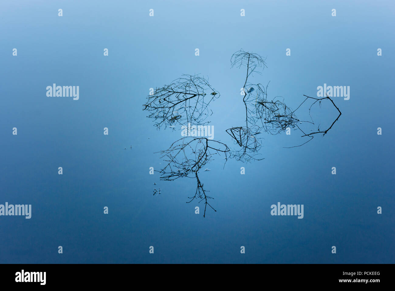calm seawater with branches Stock Photo