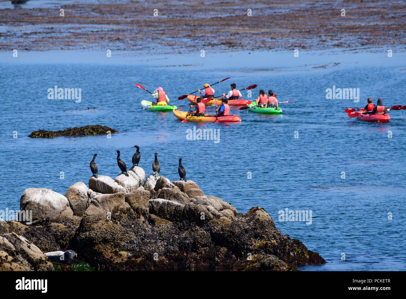 Monterey california kayak hires stock photography and images Alamy