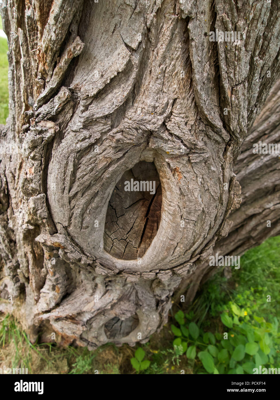 Tree Whorl Stock Photo