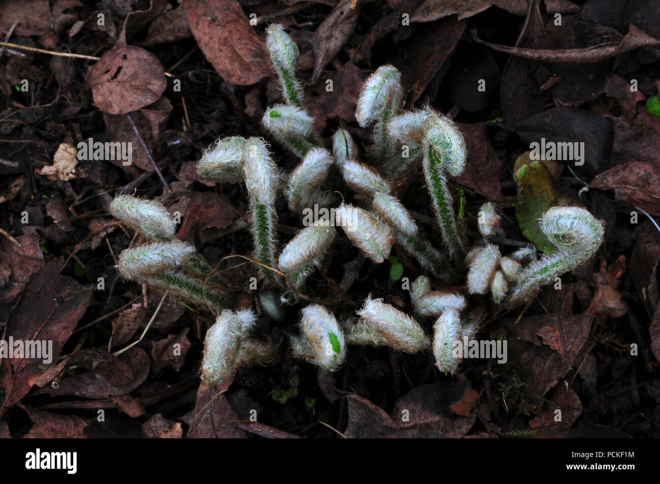 Hart's tongue fern fronds unfurling in early spring Stock Photo