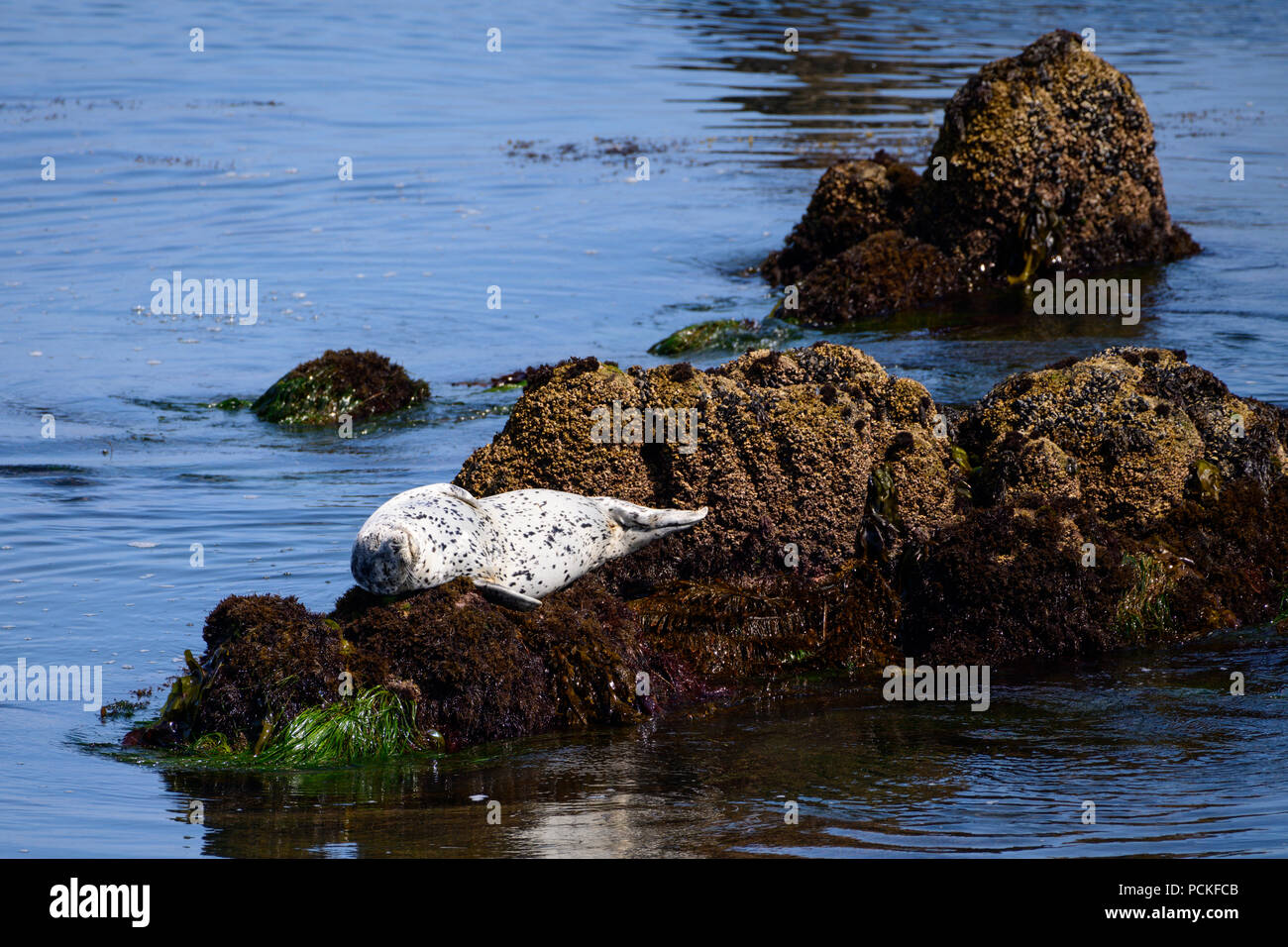 Harbor seals nap along the rocks on the coastal drive in Pacific Grove, California, near Monterey. Stock Photo
