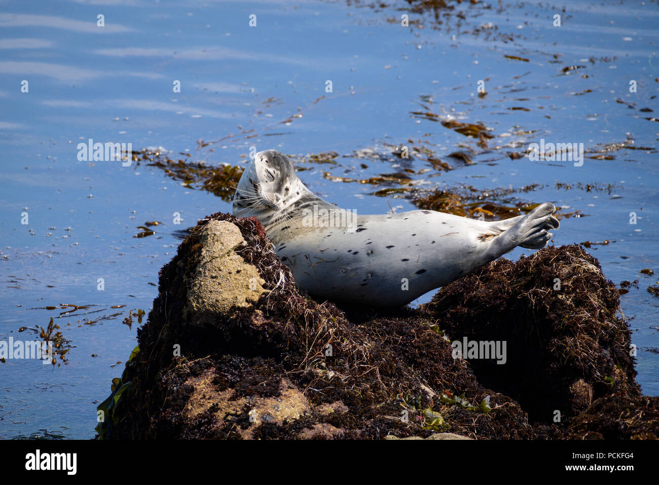 Harbor seals nap along the rocks on the coastal drive in Pacific Grove, California, near Monterey. Stock Photo