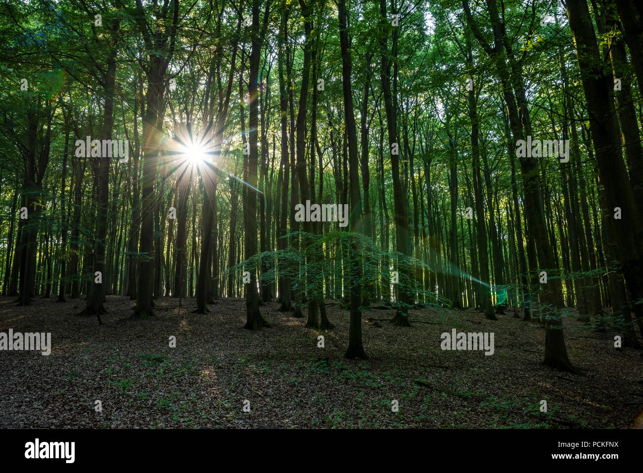 Thick national forest hi-res stock photography and images - Alamy