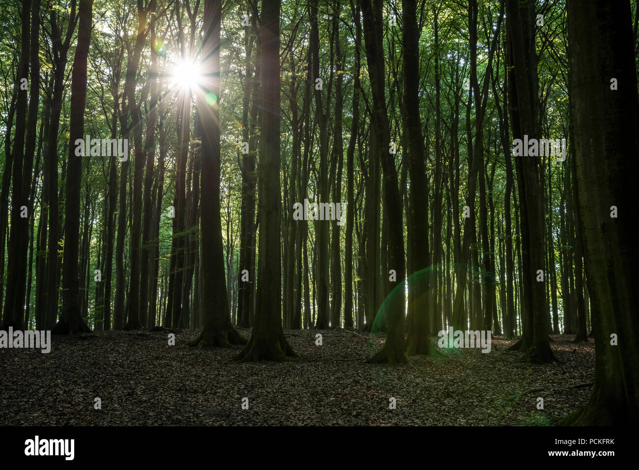 Thick national forest hi-res stock photography and images - Alamy