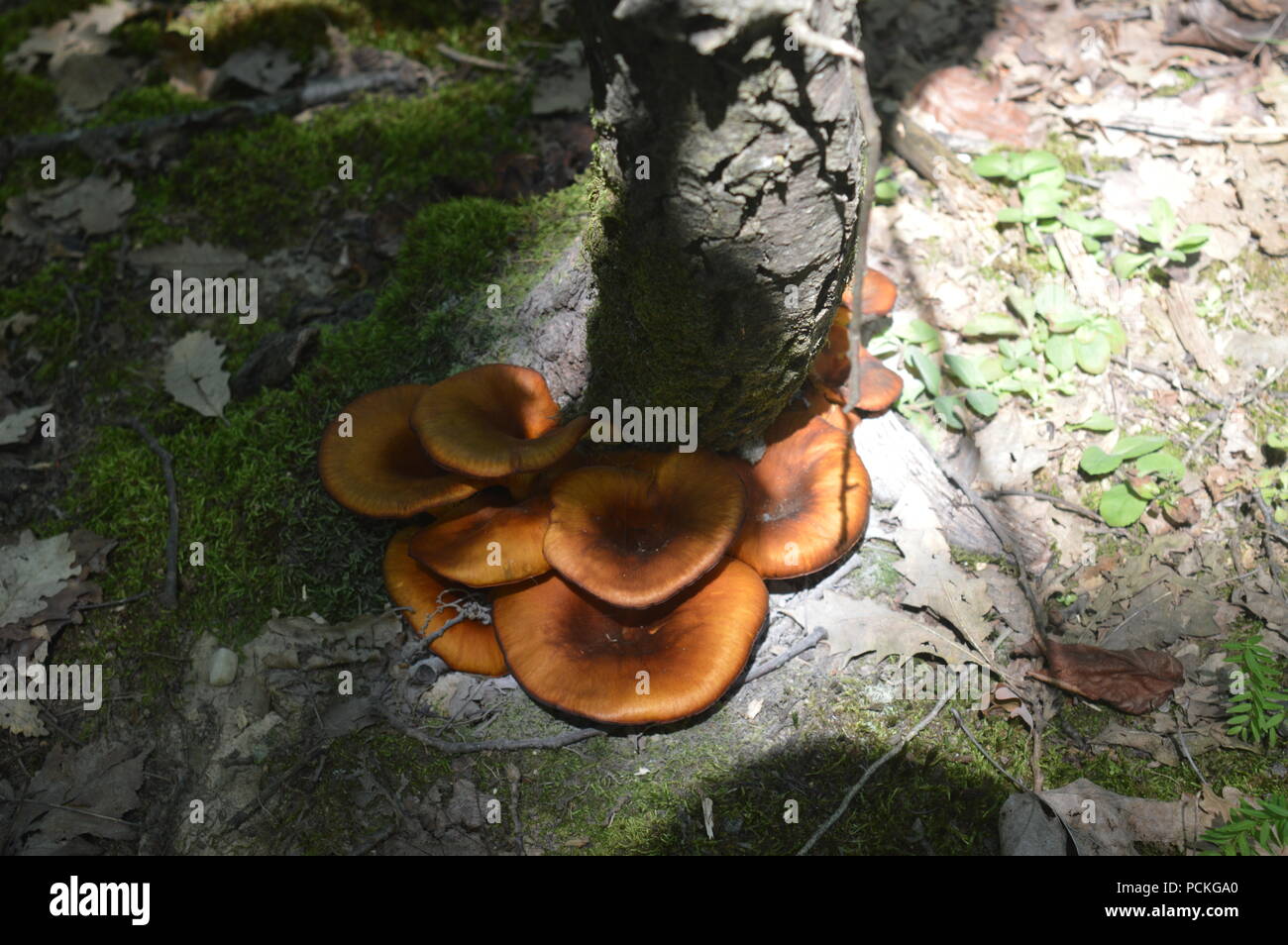 Wild mushrooms on trees Stock Photo